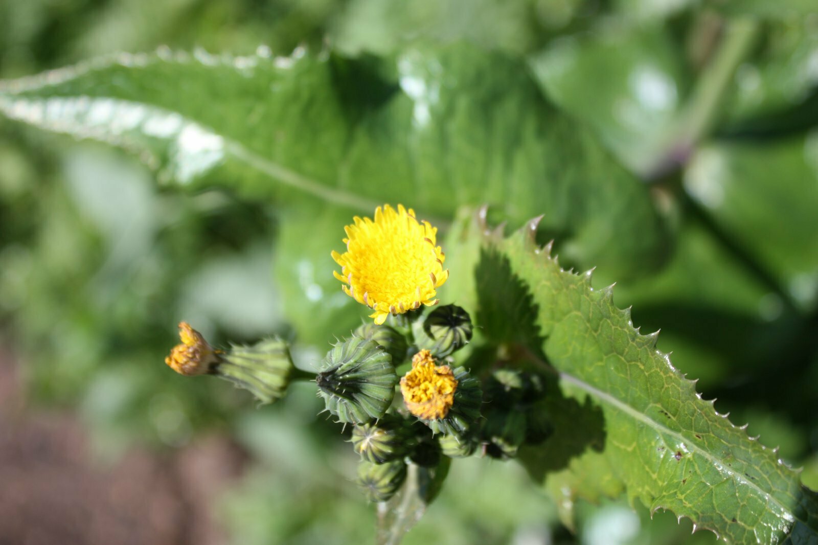 High Resolution Sonchus oleraceus Leaf